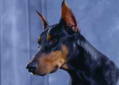 Doberman Pinscher HD Wallpaper Backgrounds Dog Pictures